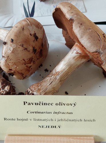 PAVUČINEC OLIVOVÝ (Cortinarius infractus) 