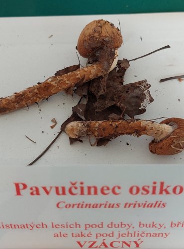 PAVUČINEC OSIKOVÝ (Cortinarius trivialis) 