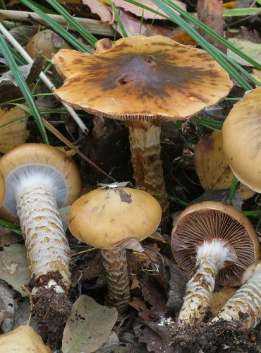 PAVUČINEC OSIKOVÝ (Cortinarius trivialis) 