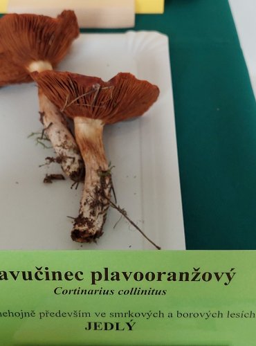 PAVUČINEC PLAVOORANŽOVÝ (Cortinarius collinitus) 