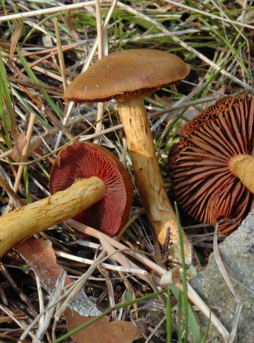 PAVUČINEC POLOKRVAVÝ (Cortinarius semisanguineus) 