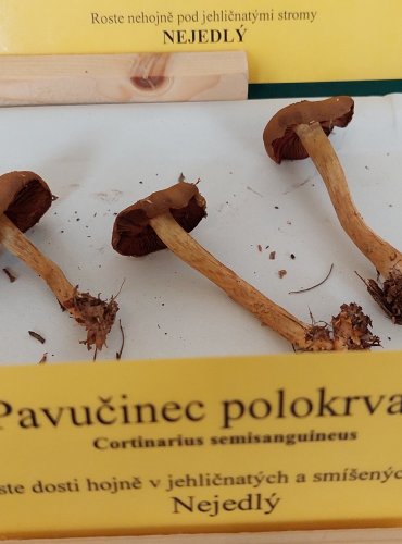 PAVUČINEC POLOKRVAVÝ (Cortinarius semisanguineus) 