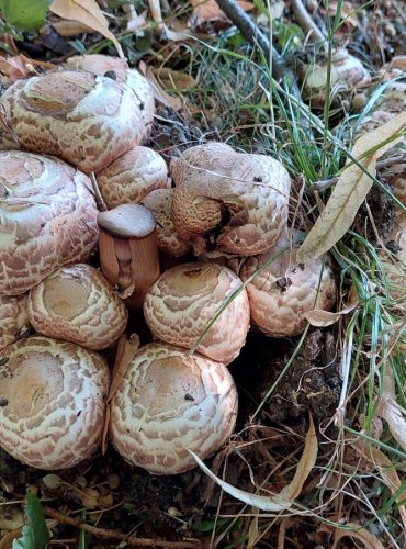 PEČÁRKA BOHUSOVA (Agaricus bohusii)