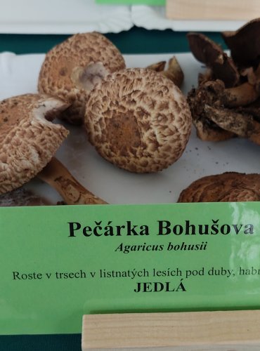 PEČÁRKA BOHUSOVA (Agaricus bohusii)