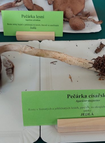 PEČÁRKA CÍSAŘSKÁ (Agaricus augustus)