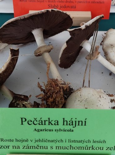 PEČÁRKA HAJNÍ (Agaricus sylvicola)