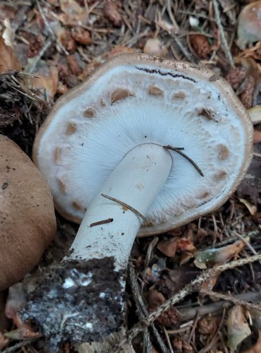 PEČÁRKA LESNÍ (Agaricus sylvaticus)