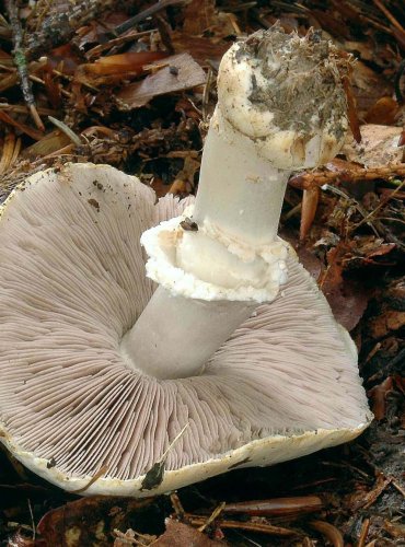 PEČÁRKA OVČÍ (Agaricus arvensis)