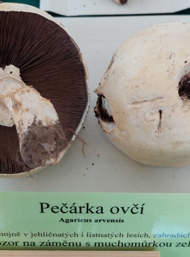 PEČÁRKA OVČÍ (Agaricus arvensis)