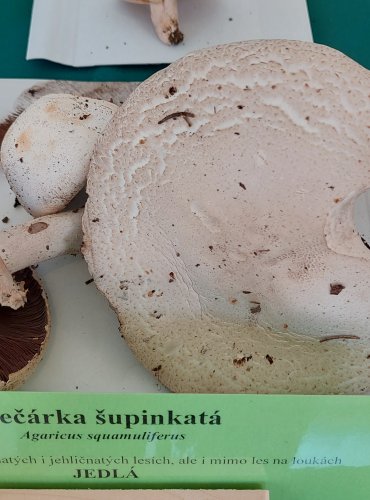 PEČÁRKA ŠUPINKATÁ (Agaricus squamulifer) FOTO: Marta Knauerová, 2022