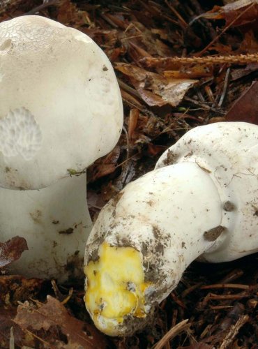 PEČÁRKA ZÁPAŠNÁ (Agaricus xanthodermus)