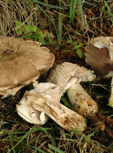 PEČÁRKA ZÁPAŠNÁ (Agaricus xanthodermus)