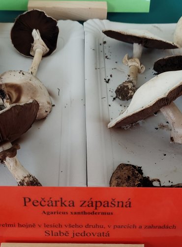 PEČÁRKA ZÁPAŠNÁ (Agaricus xanthodermus)