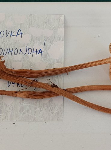PENÍZOVKA DLOUHONOHÁ (Xerula pudens) 