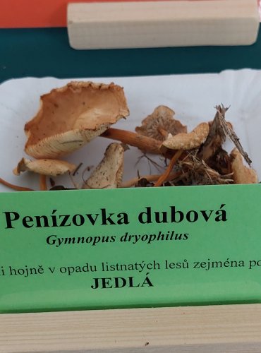 PENÍZOVKA DUBOVÁ (Gymnopus dryophilus)