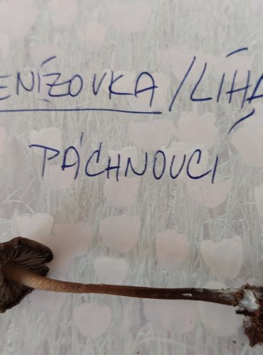 PENÍZOVKA (LÍHA) PÁCHNOUCÍ (Tephrocybe rancida) 