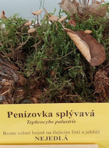 PENÍZOVKA SPLÝVAVÁ (Gymnopus confluens) 