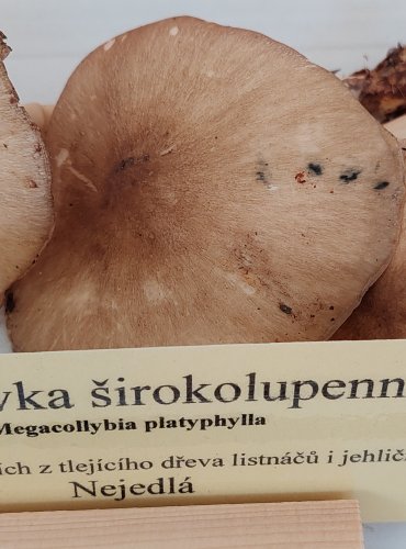 PENÍZOVKA ŠIROKOLUPENNÁ (Megacollybia platyphylla) 