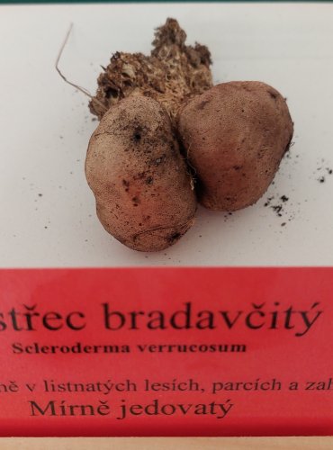 PESTŘEC BRADAVČITÝ (Scleroderma verrucosum) 