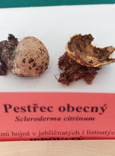 PESTŘEC OBECNÝ (Scleroderma citrinum) 