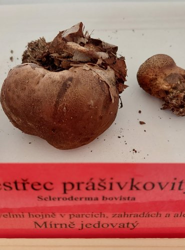 PESTŘEC PRÁŠIVKOVITÝ (Scleroderma bovista) 