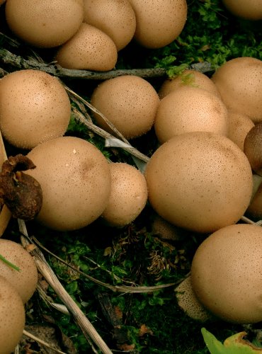 PÝCHAVKA HRUŠKOVITÁ (Lycoperdon pyriforme) 