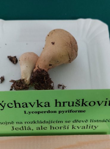 PÝCHAVKA HRUŠKOVITÁ (Lycoperdon pyriforme) 