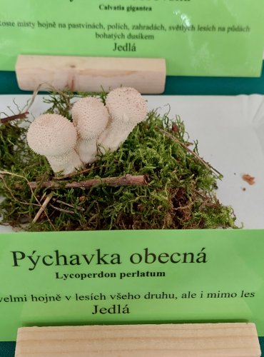 PÝCHAVKA OBECNÁ (Lycoperdon perlatum)