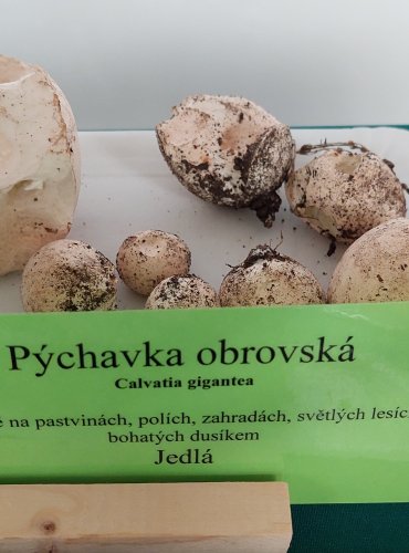 PÝCHAVKA OBROVSKÁ, VATOVEC OBROVSKÝ (Calvatia gigantea)