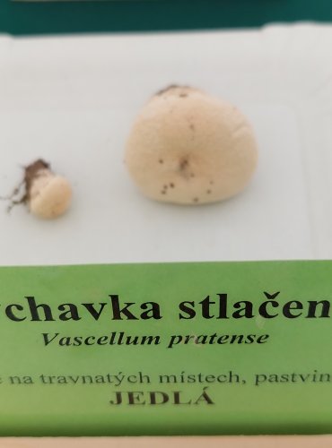 PÝCHAVKA STLAČENÁ (Vascellum pratense) 