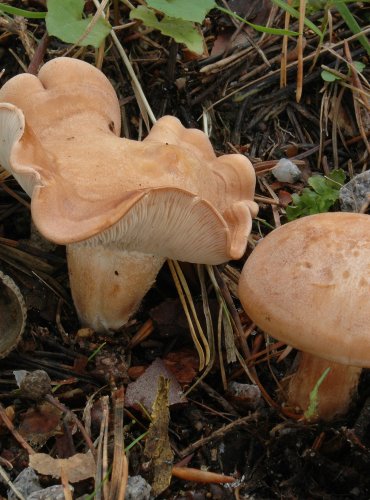 RUDOUŠEK UŤATÝ (Rhodocybe gemina)