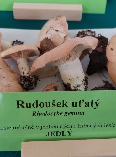 RUDOUŠEK UŤATÝ (Rhodocybe gemina)