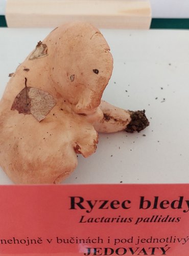 RYZEC BLEDÝ (Lactarius pallidus)