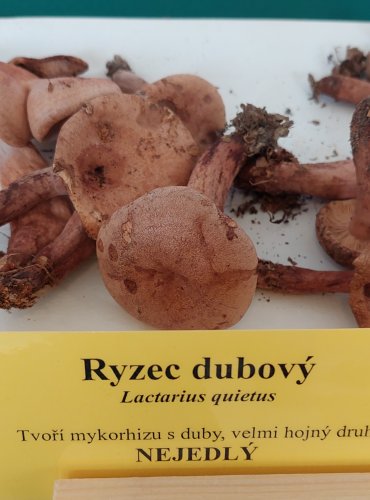 RYZEC DUBOVÝ (Lactarius quietus) 