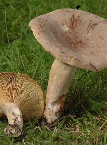 RYZEC HNĚDÝ (Lactarius helvus) 