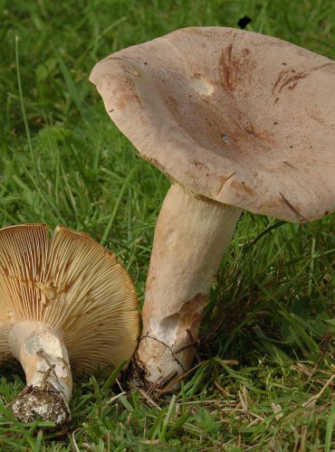 RYZEC HNĚDÝ (Lactarius helvus) 