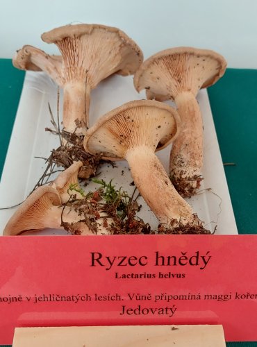 RYZEC HNĚDÝ (Lactarius helvus) 