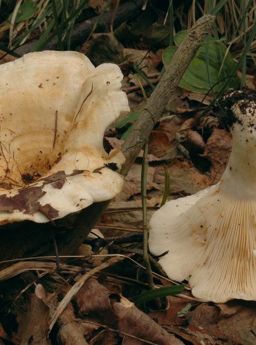 RYZEC JABLEČNÝ (Lactarius evosmus) zapsán v Červeném seznamu hub (makromycetů) v kategorii CR – kriticky ohrožený druh