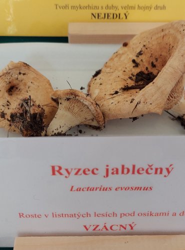 RYZEC JABLEČNÝ (Lactarius evosmus) zapsán v Červeném seznamu hub (makromycetů) v kategorii CR – kriticky ohrožený druh