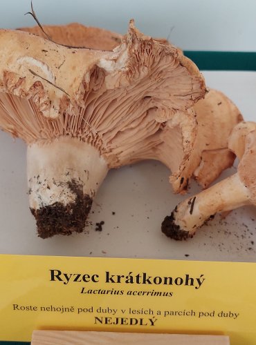 RYZEC KRÁTKONOHÝ (Lactarius acerrimus) 