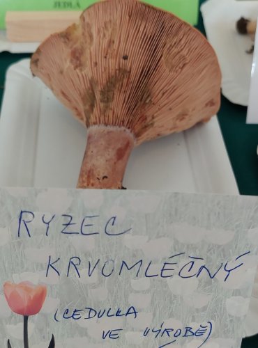 RYZEC KRVOMLÉČNÝ (Lactarius sanguifluus) 