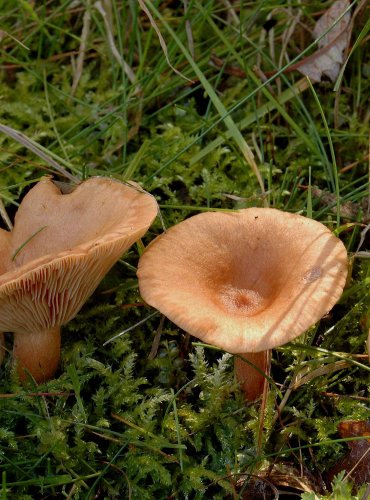 RYZEC LIŠKOVÝ (Lactarius tabidus) 