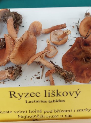 RYZEC LIŠKOVÝ (Lactarius tabidus) 