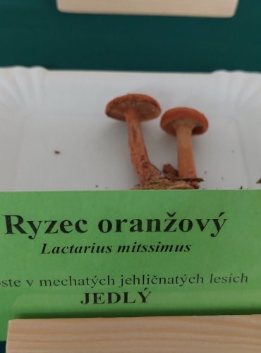 RYZEC ORANŽOVÝ (Lactarius aurantiacus) 