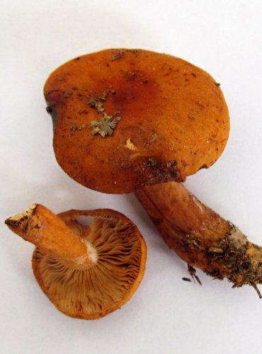 RYZEC ORANŽOVÝ (Lactarius aurantiacus) 