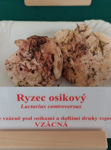 RYZEC OSIKOVÝ (Lactarius controversus) 