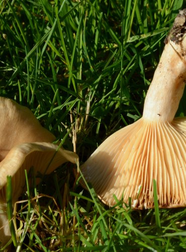 RYZEC PALČIVÝ (Lactarius pyrogalus) 