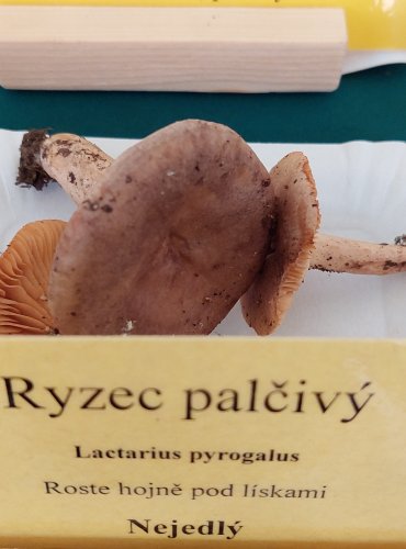 RYZEC PALČIVÝ (Lactarius pyrogalus) 