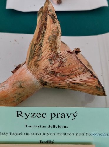 RYZEC PRAVÝ (Lactarius deliciosus)