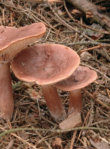 RYZEC RYŠAVÝ (Lactarius rufus)